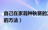 自己在家栽种秋葵的方法（自己在家栽种秋葵的方法）