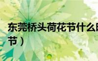 东莞桥头荷花节什么时候开张（东莞桥头荷花节）