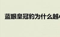 蓝眼皇冠豹为什么越小越贵（蓝眼皇冠豹）