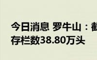 今日消息 罗牛山：截至2022年6月末，生猪存栏数38.80万头