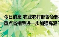 今日消息 农业农村部紧急部署并派出工作组和科技小分队赴重点省指导进一步加强高温干旱防范保秋粮丰收工作