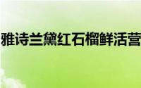 雅诗兰黛红石榴鲜活营养晚霜二合一什么意思