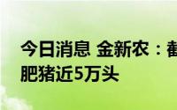 今日消息 金新农：截至目前增城项目存栏育肥猪近5万头