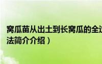 窝瓜苗从出土到长窝瓜的全过程（窝瓜的做法 窝瓜的家常做法简介介绍）