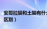 安哥拉猫和土猫有什么不同（安哥拉猫与土猫区别）